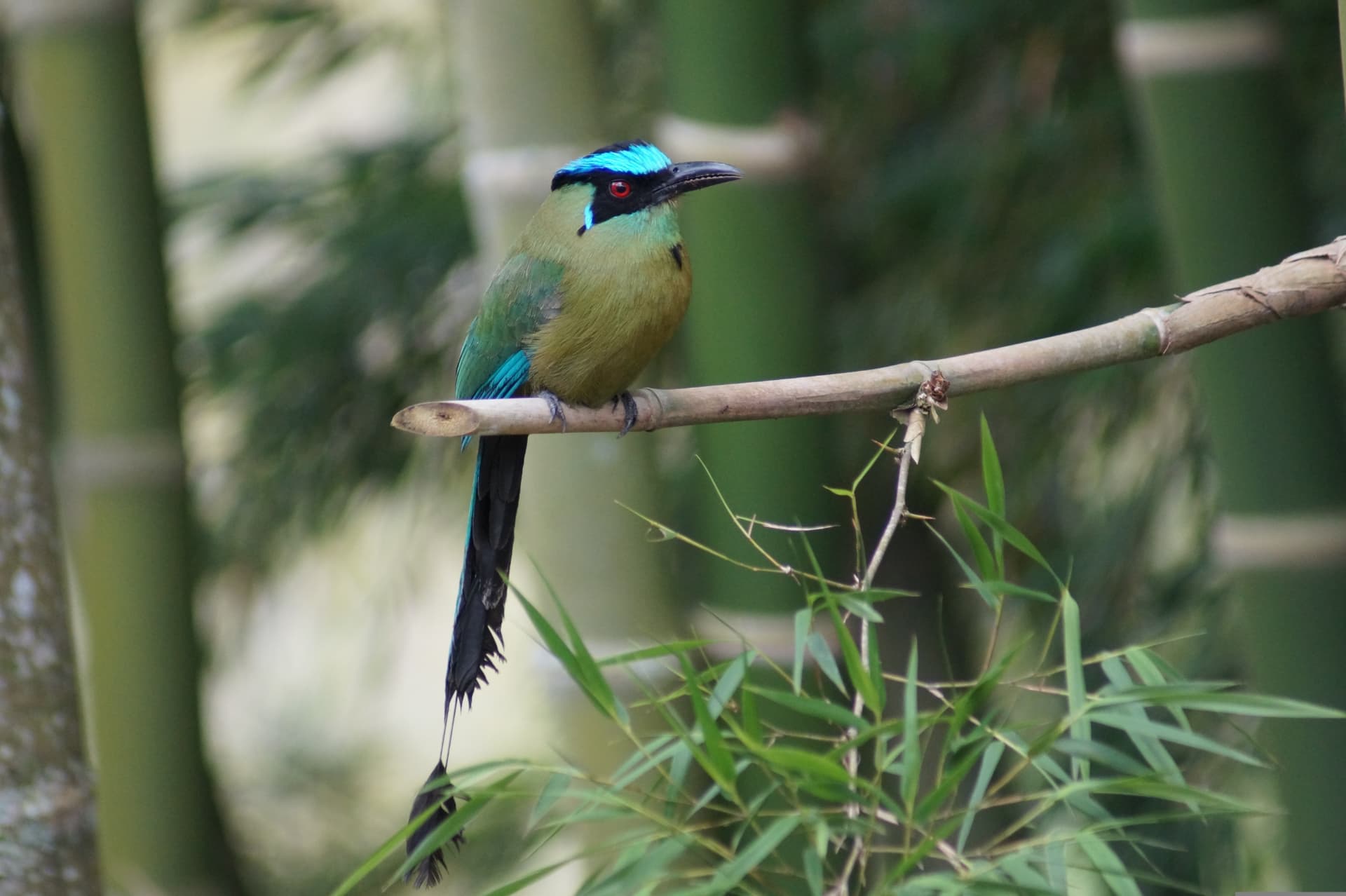 Motmot, an emblematic bird of the region